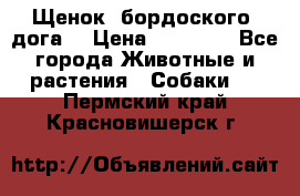 Щенок  бордоского  дога. › Цена ­ 60 000 - Все города Животные и растения » Собаки   . Пермский край,Красновишерск г.